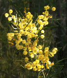 Acacia elongata