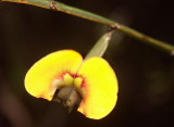 Bossiaea scolopendria
