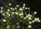 Ricinocarpos pinifolius - Wedding Bush