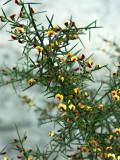 Daviesia ulicifolia