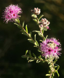 Kunzea capitata