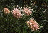 Grevillea