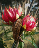 Waratahs with seed pods