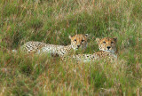 Cheetahs watching us watch them.jpg