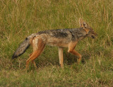 Black-backed jackal  on the prowl.jpg