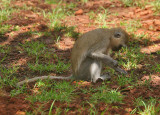 Monkey pulling up grass.jpg