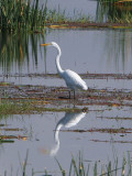 Reflections .jpg