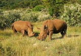 Two Mara Rhinos.jpg