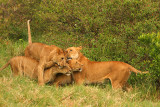 A family reunion - lion style.jpg