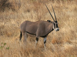 Samburu Oryx in the tall grass.jpg