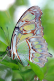Siproeta stelenes <br>Malachietvlinder 