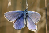 Icarus blauwtje (man)Common blue(male)Polyommatus icarus
