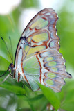 Siproeta stelenes <br>Malachietvlinder 