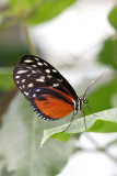 Heliconius hecale <br>Tiger Longwing