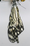Idea leuconoe <br>Papiervlinder 