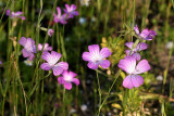 Agrostemma githagoCorn cockleBolderik