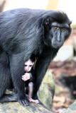 Macaca nigra nigra <br> Sulawesi macaque <br> Zwarte kuifmakaak 