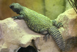 Uromastyx acanthinura <br> African spiny-tailed agamid <br> Afrikaanse doornstaartagame 