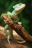 Basiliscus plumifrons <br> Green-crested basilisk <br> Helmbasiliek 