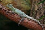 Basiliscus plumifrons <br> Green-crested basilisk <br> Helmbasiliek 