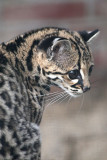 Felis wiedii <br>Margay cat <br>Margay 