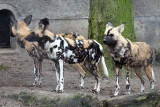 Lycaon pictus pictus <br>African hunting dog <br>Afrikaanse Wilde Hond 