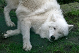 Canis lupus hudsonicus <br>Hudson Bay wolf