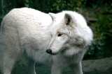 Canis lupus hudsonicus <br>Hudson Bay wolf