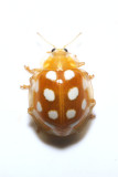 Halyzia sedecimguttata <br>Meeldauwlieveheersbeestje 