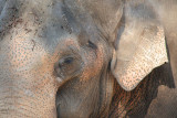 Elephas maximus <br>Asiatic elephant <br>Aziatische Olifant 