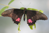 Papilio anchisiades, Ruby-spotted swallowtail