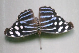 Myscelia ethusa <br>Mexican bluewing