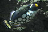 Balistoides conspicillum <br>Clown triggerfish <br>Luipaardtrekkervis 