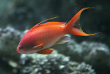 Pseudanthias squamipinnis <br>Sea Goldie <br>Rode vlagbaars