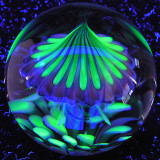 UV in both the cap and base anemone - SOOOO cool!
