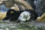 海獺睡得相當開心