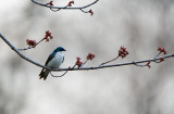 Tree Swallow