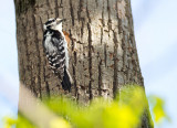 Downey Woodpecker