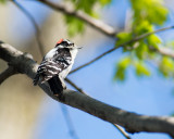 Downey woodpecker