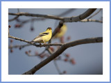 American Goldfinch
