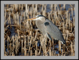 Great Blue Heron