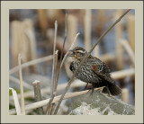 Red -Winged Blackbird female