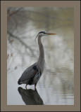 Great Blue Heron