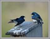 Tree Swallow