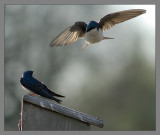 Tree Swallow
