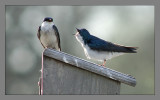 Tree Swallow