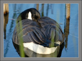 Canada Goose