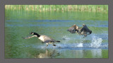 Canada Goose