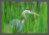 Great Blue Heron