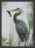 Great Blue Heron